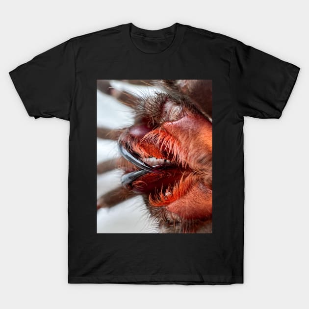 Tarantula Fangs T-Shirt by CyriocosmusE